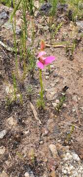 صورة Disa filicornis (L. fil.) Thunb.