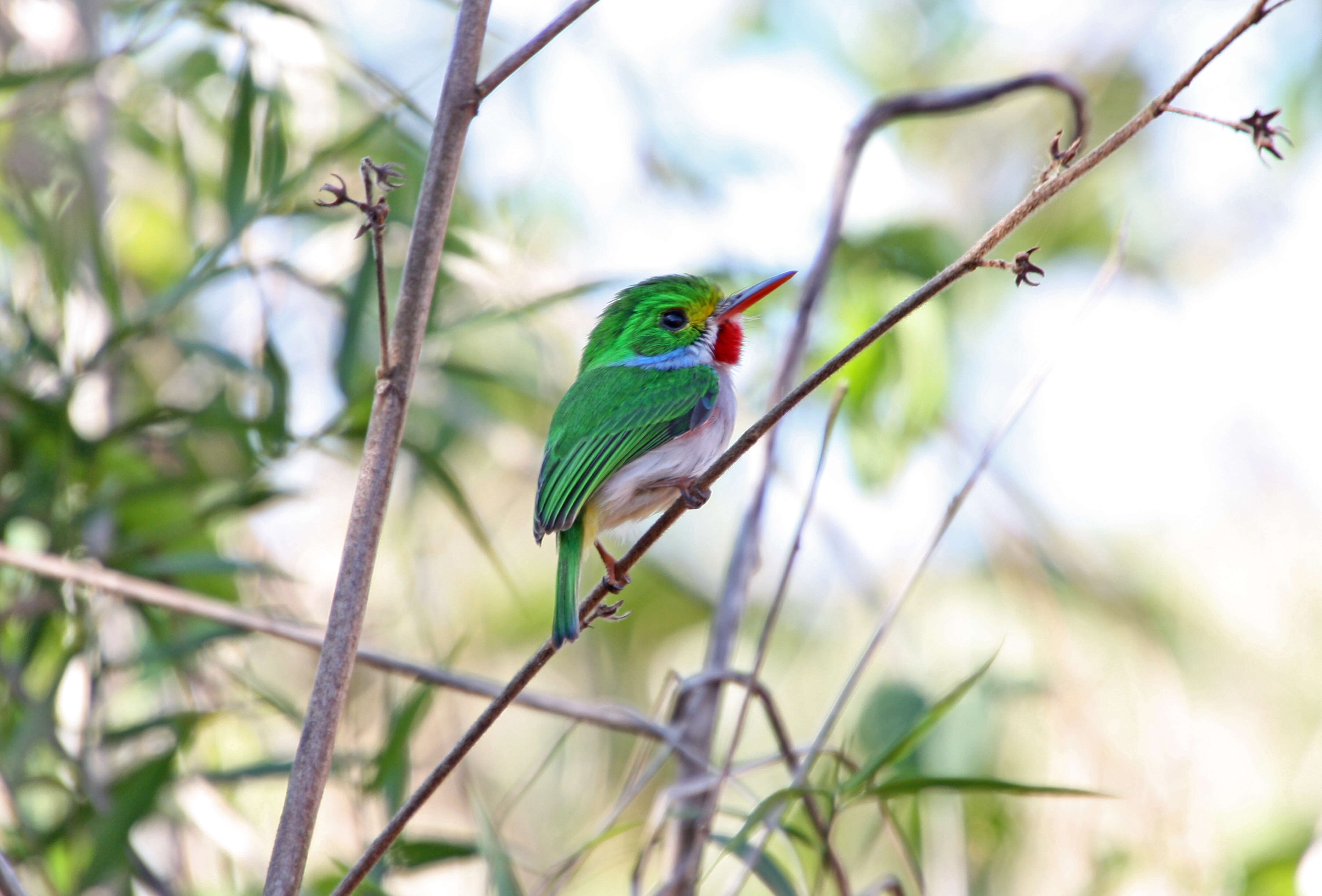 Imagem de Todus multicolor Gould 1837