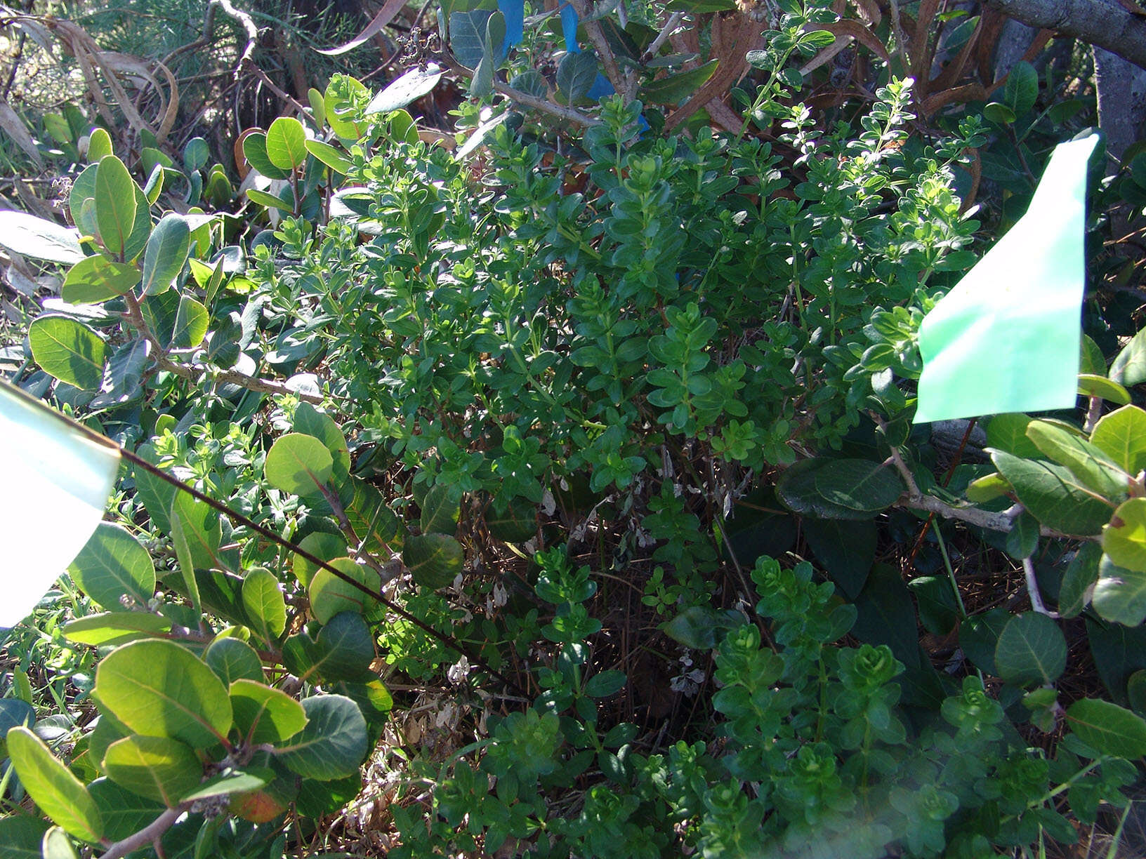 Image de Galium buxifolium Greene