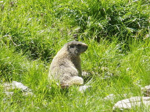 Image of Alpine Marmot