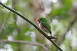 Imagem de Todus multicolor Gould 1837