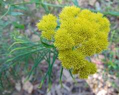 Cassinia leptocephala F. Müll. resmi