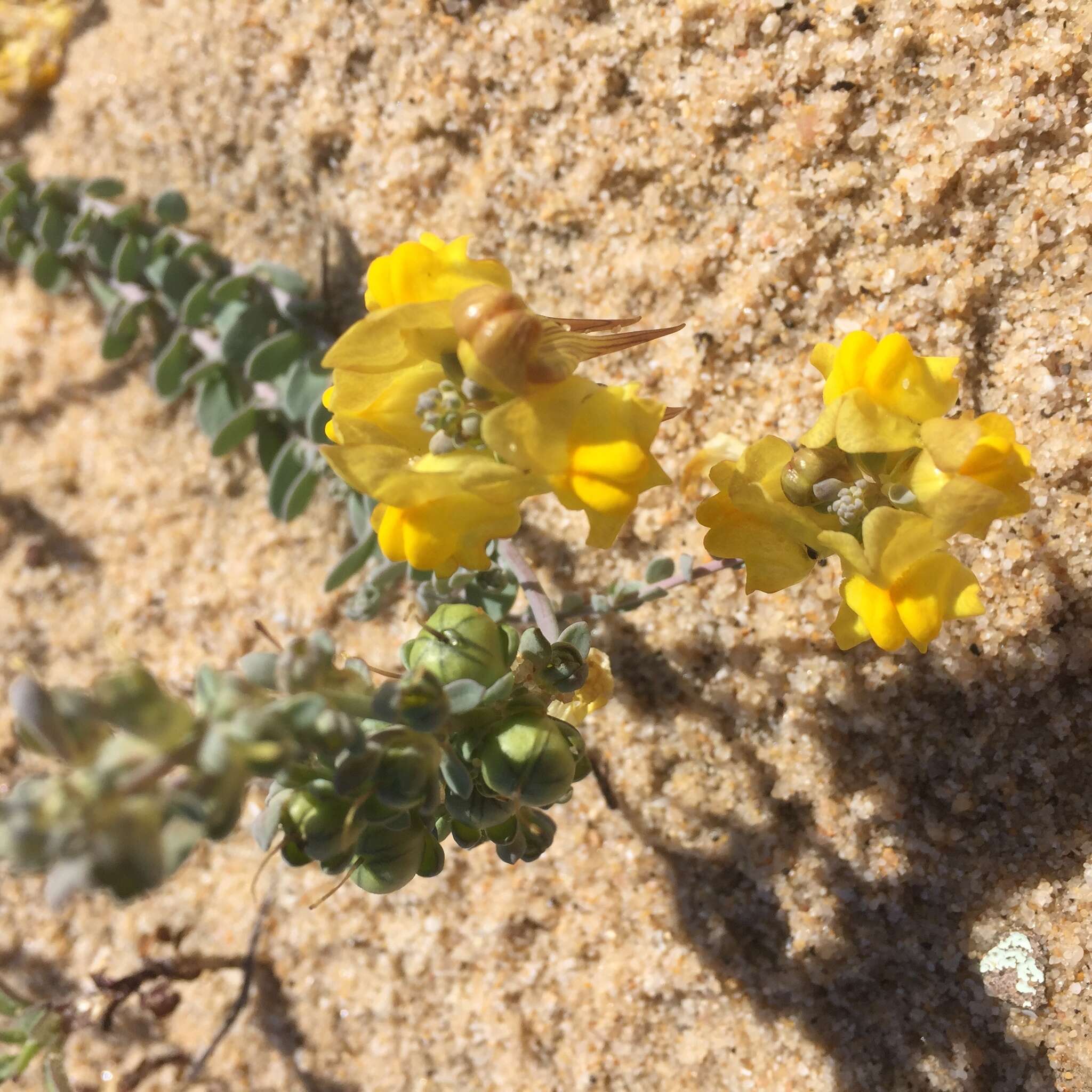 Image of Linaria polygalifolia subsp. lamarckii (Rouy) D. A. Sutton