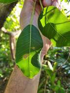 صورة Ficus trigonata L.