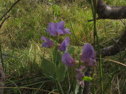 Imagem de Lathyrus nervosus Lam.