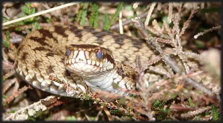 Image of Adder