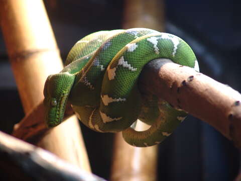 Image of Emerald Tree Boa