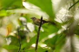 Imagem de Illadopsis rufipennis (Sharpe 1872)