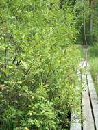 Image of eared willow