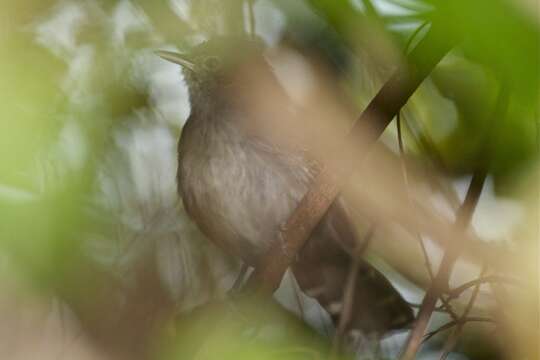 Image of Mato Grosso Antbird