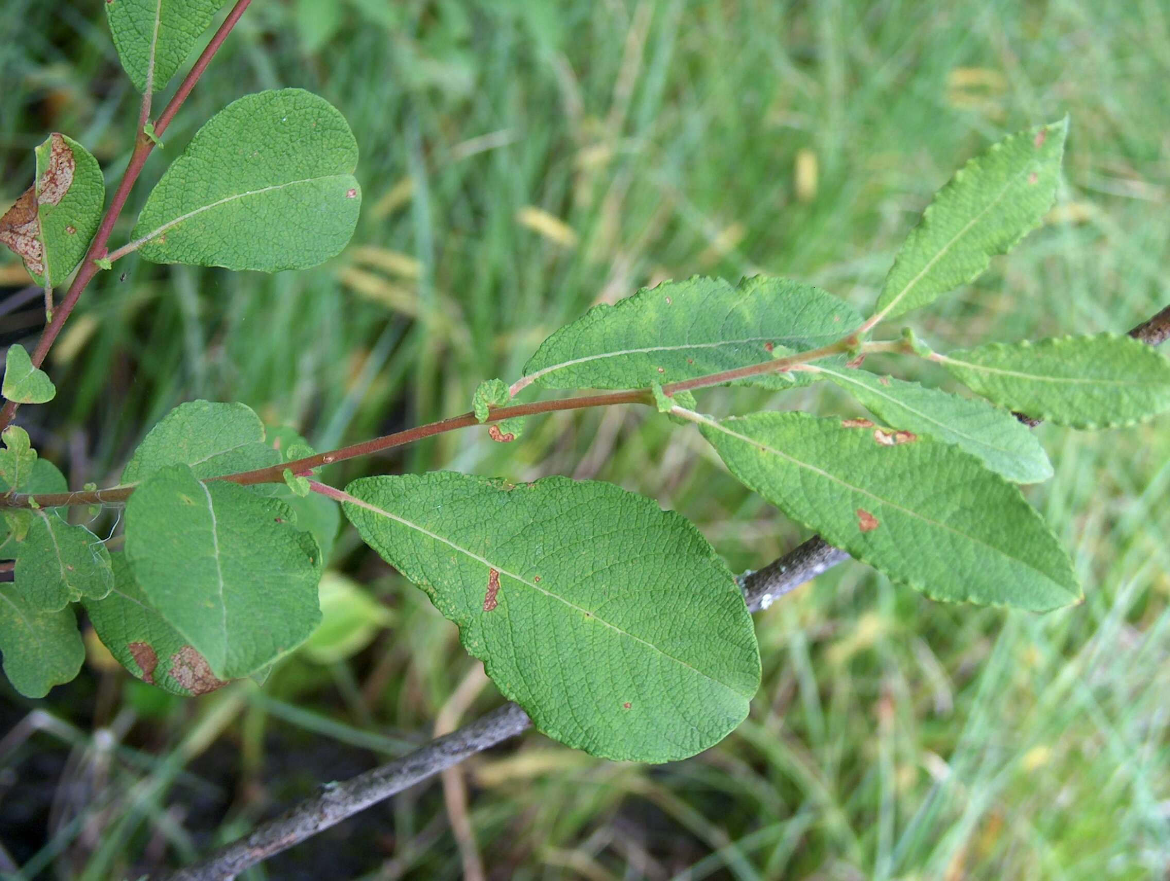 Image of eared willow