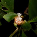 صورة Carapichea guianensis Aubl.