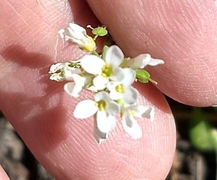 صورة Noccaea fendleri subsp. glauca (A. Nelson) Al-Shehbaz & M. Koch