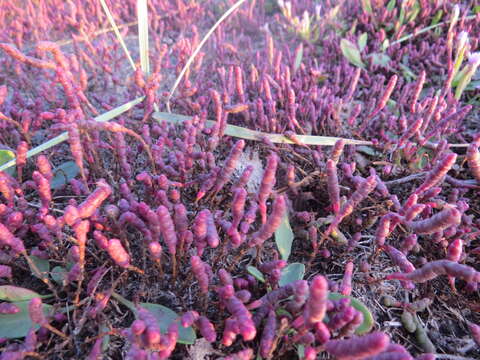 Image of Salicornia perennans Willd.