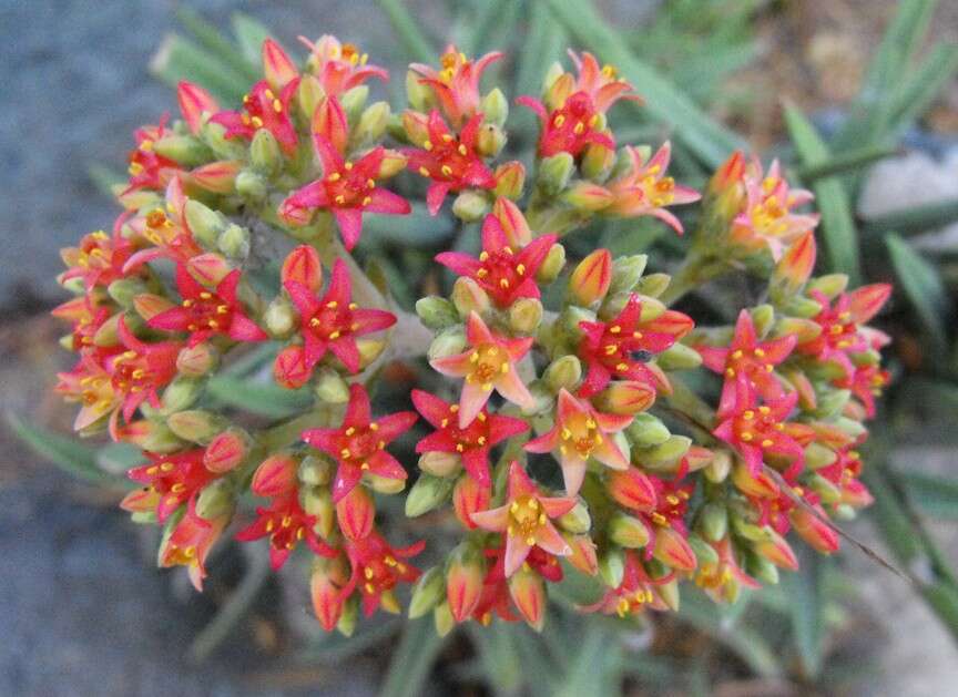 Image of Crassula perfoliata var. minor (Haw.) Rowley