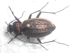 Image of immigrant sausage ground beetle