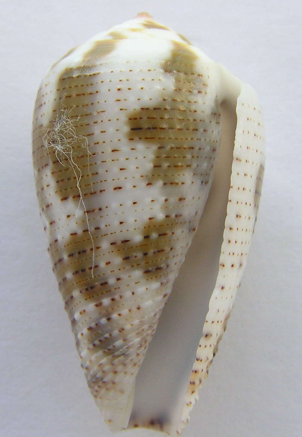 Слика од Conus nigropunctatus G. B. Sowerby II 1858