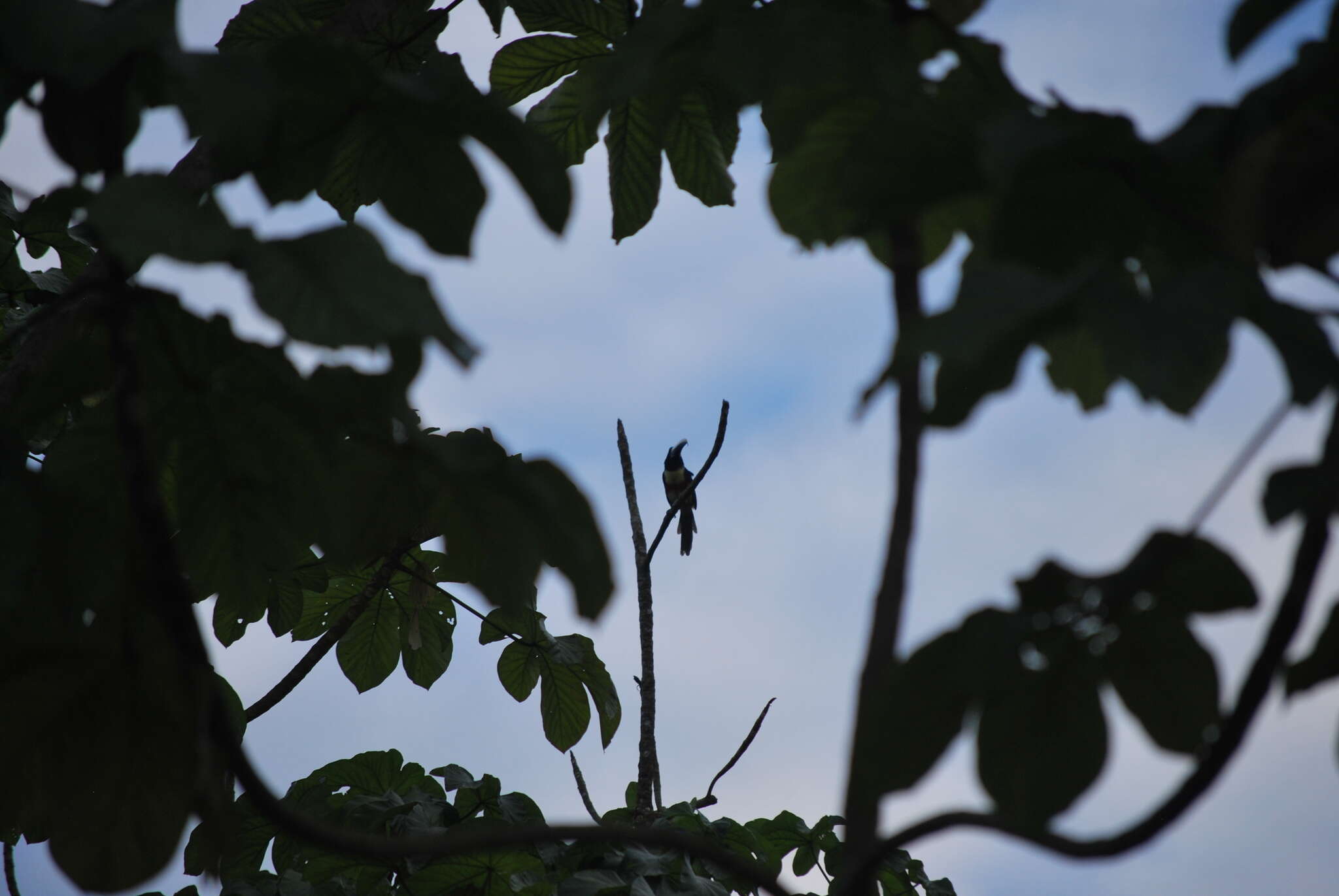 Imagem de Pteroglossus aracari (Linnaeus 1758)