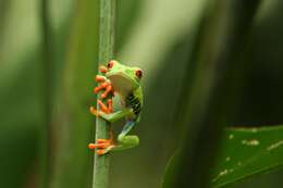 Image of Red-eyed Leaf frog