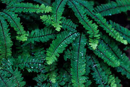 Image of Northern maidenhair fern