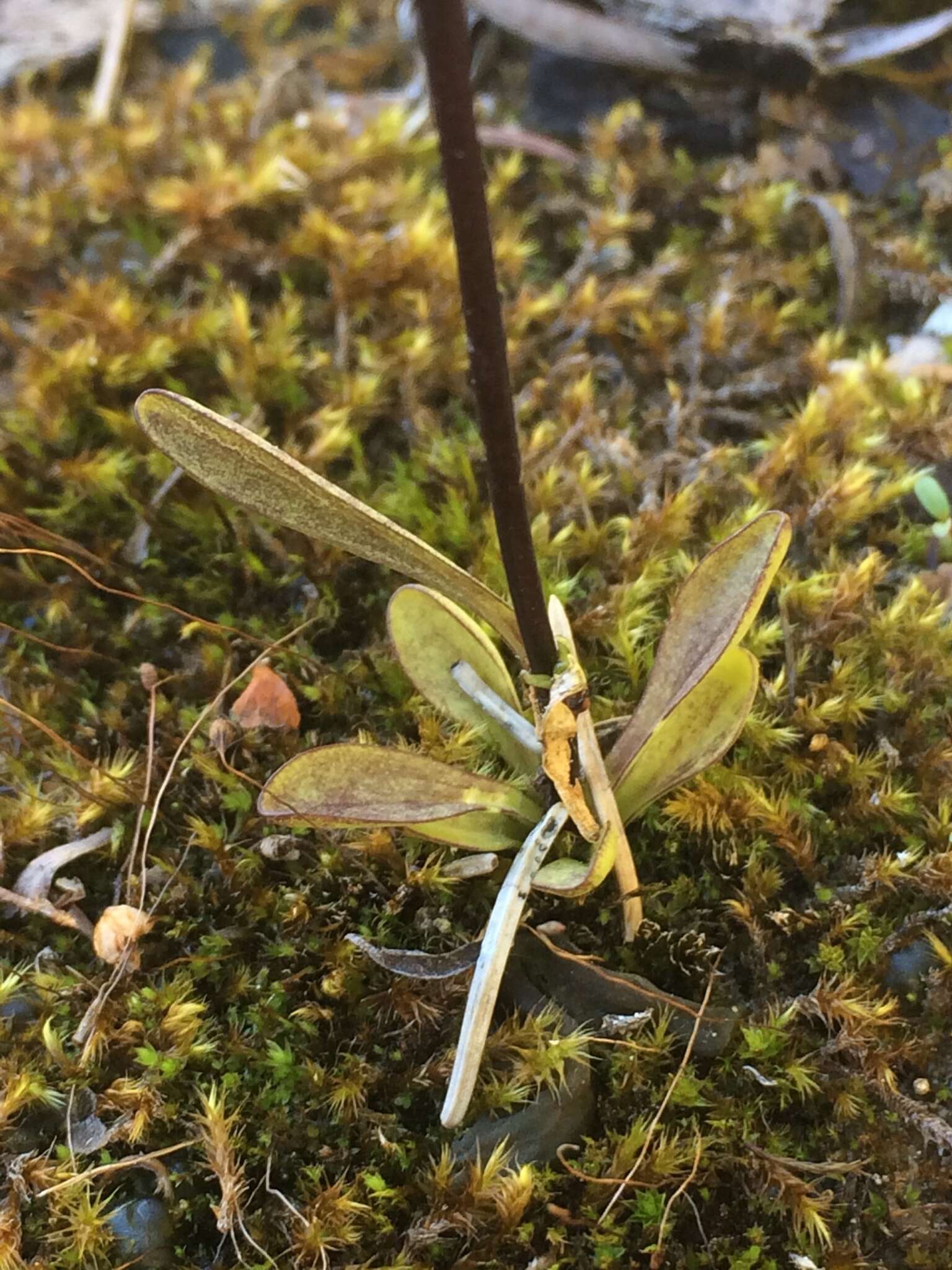 Gentianopsis barbata subsp. raupii (A. E. Porsild) Elven的圖片