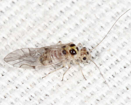 Dasydemellidae resmi