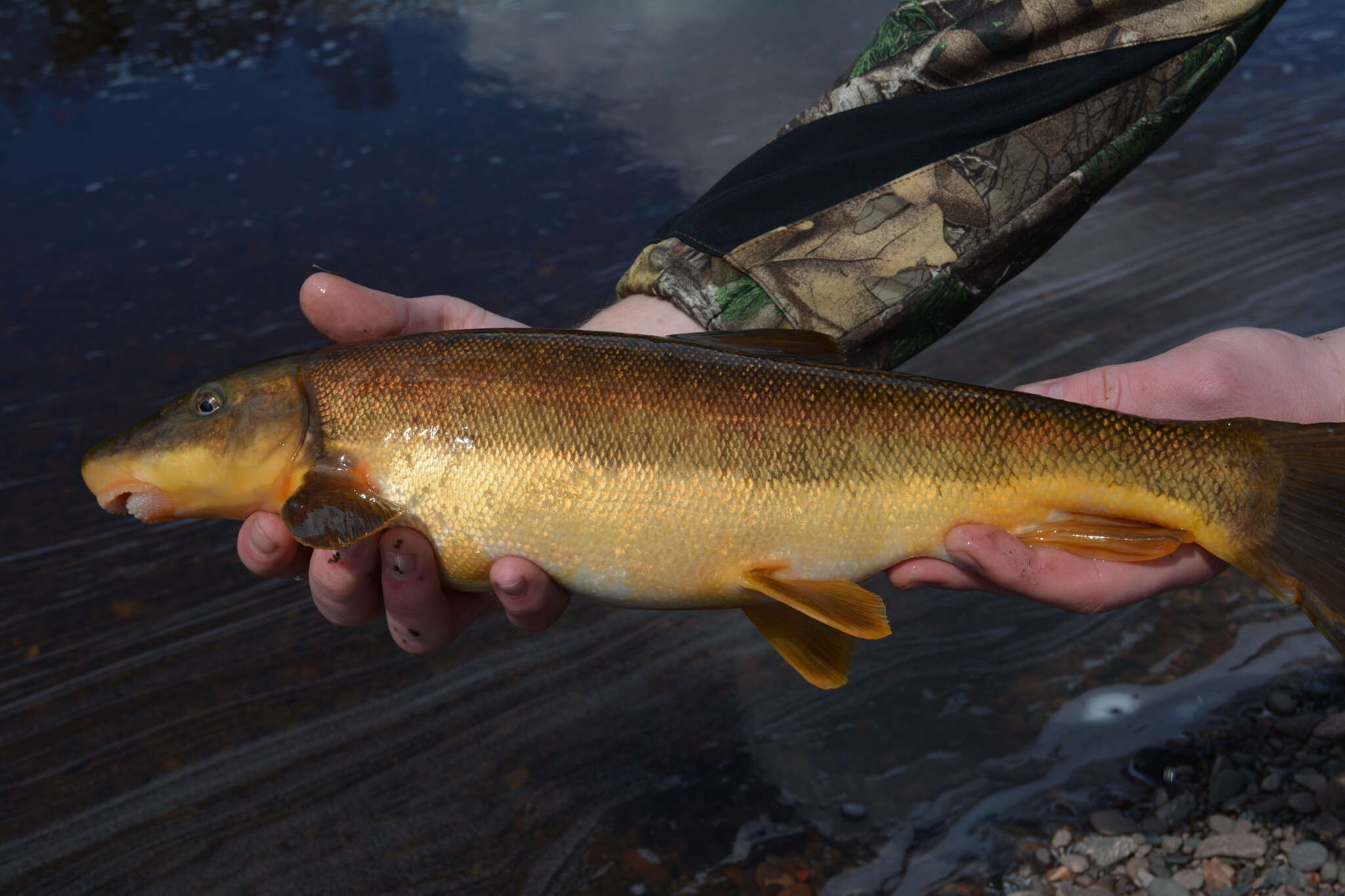 Plancia ëd Catostomus catostomus (Forster 1773)