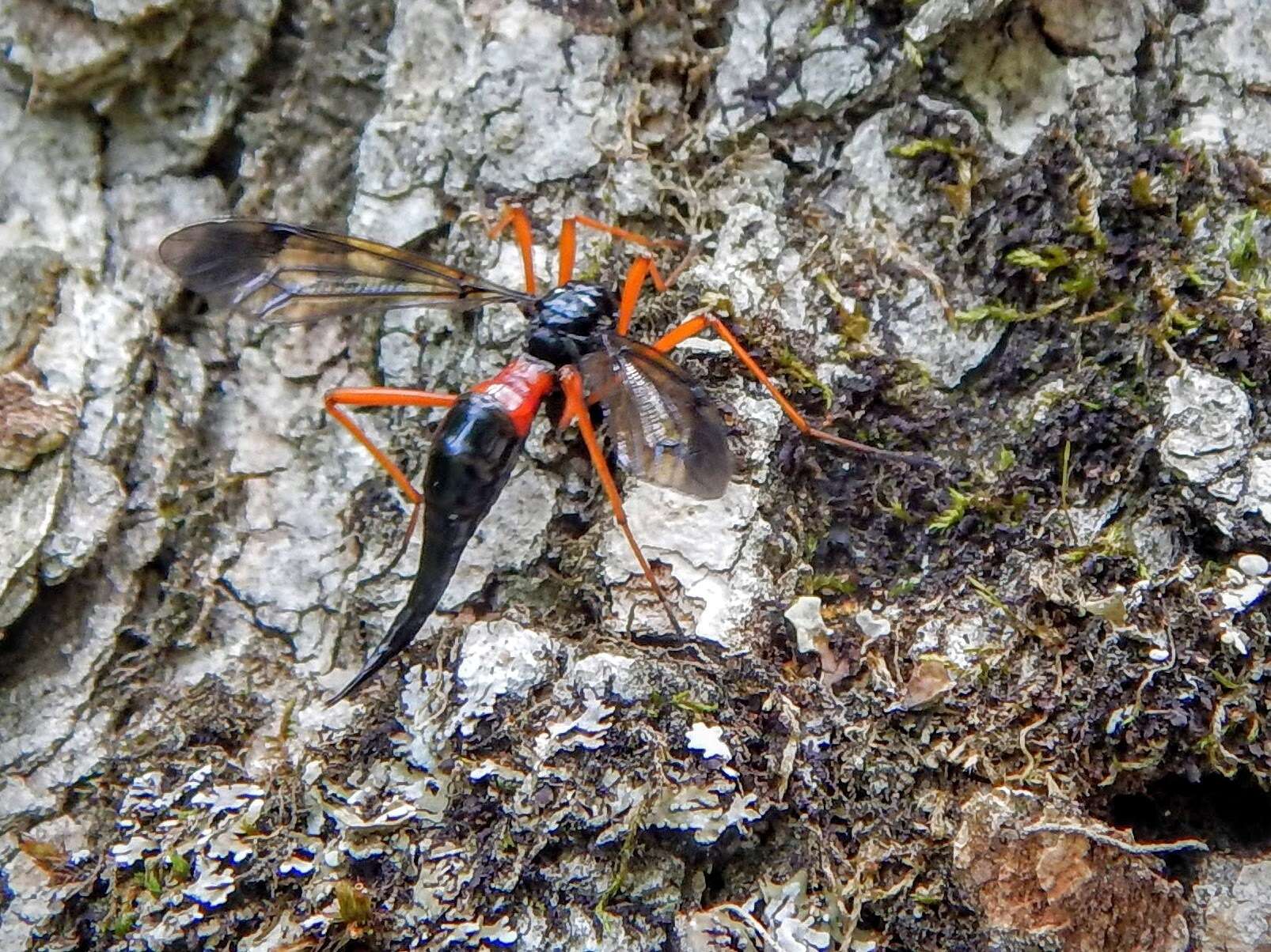 Image of Tanyptera (Tanyptera) dorsalis (Walker 1848)