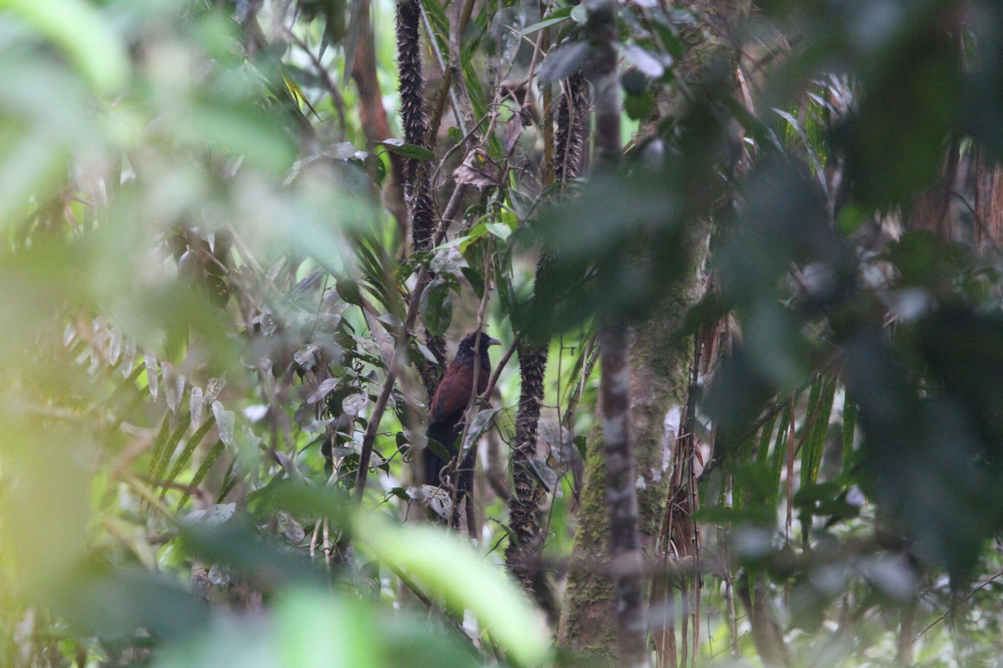 Image of Green-billed Coucal