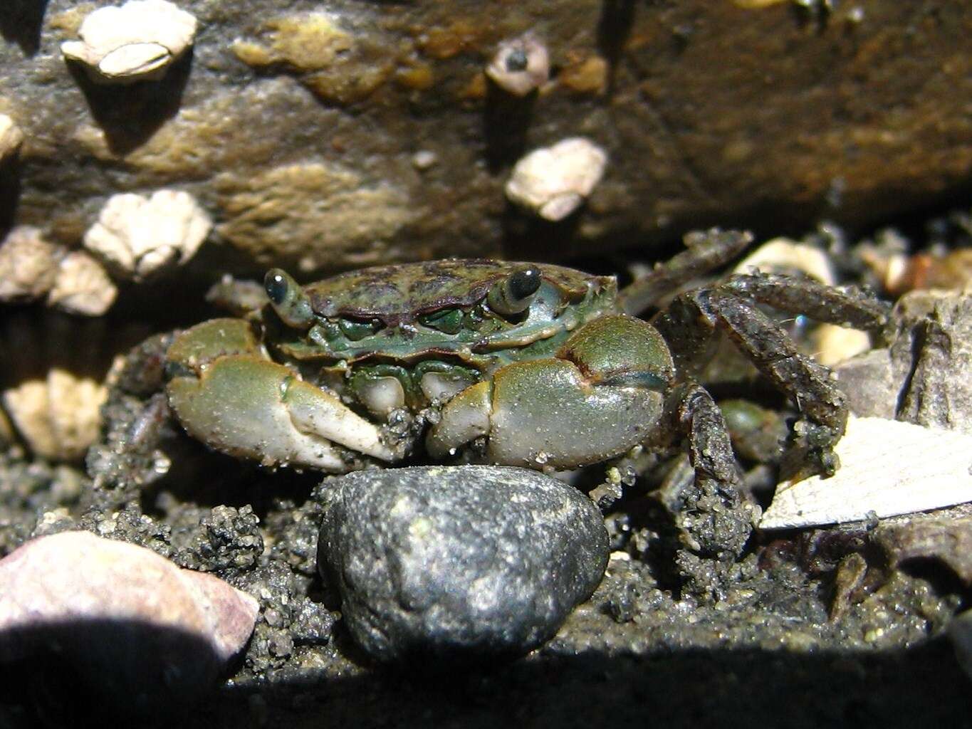 Image of Hemigrapsus oregonensis