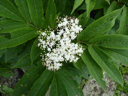 Image of Sambucus adnata Wall.