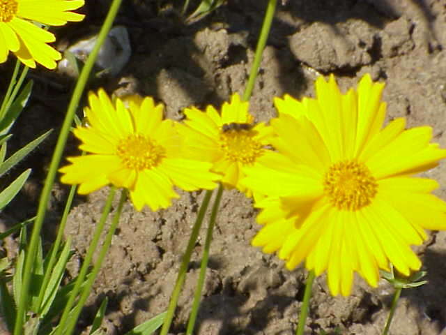 صورة Coreopsis pubescens Ell.