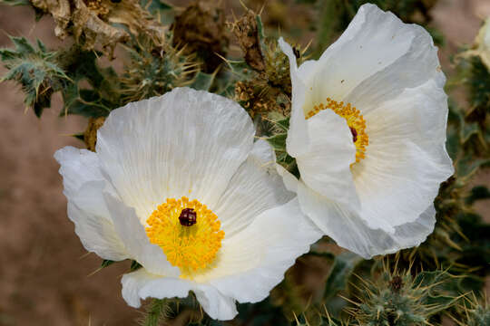 Image of hedgehog pricklypoppy