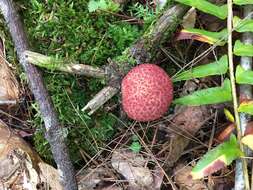 Image of Clinton’s boletus