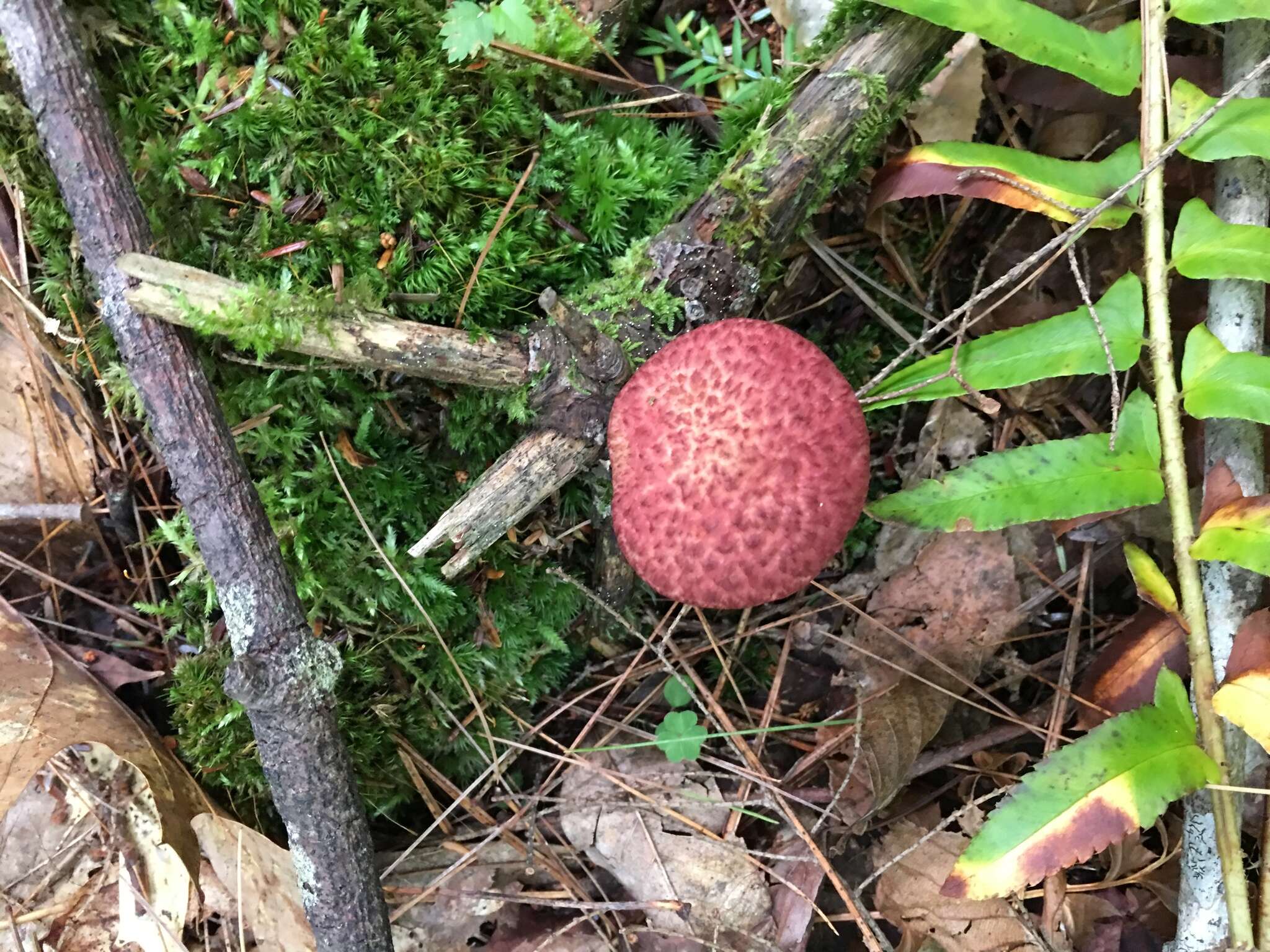 Image of Clinton’s boletus