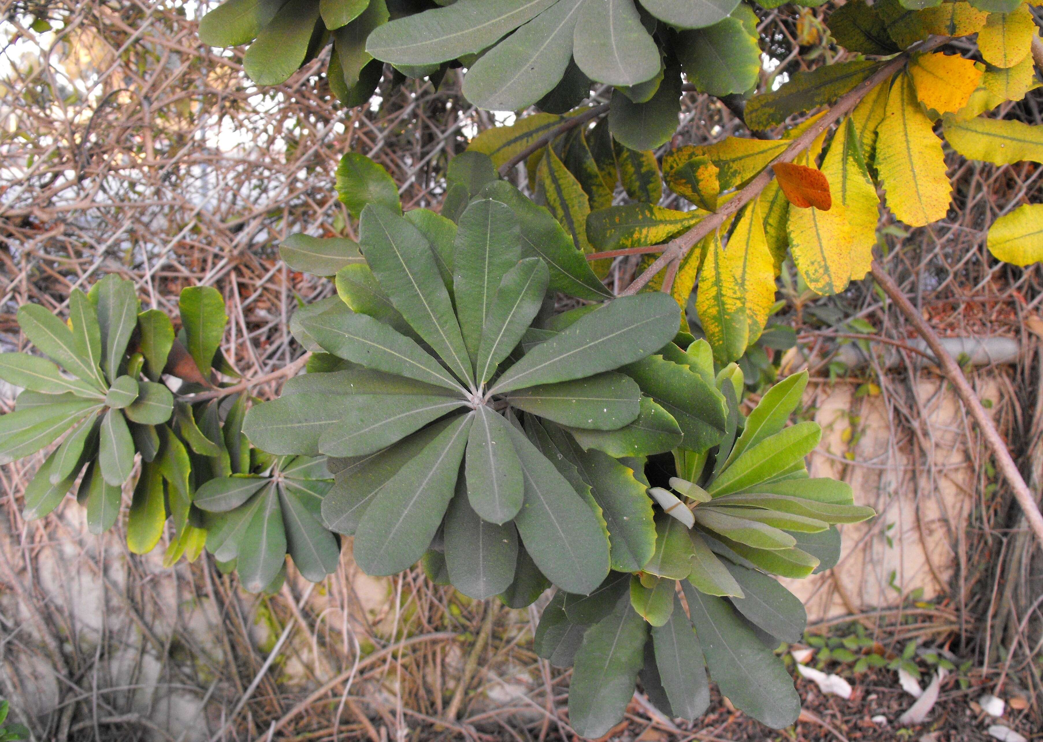 Imagem de Banksia integrifolia L. fil.