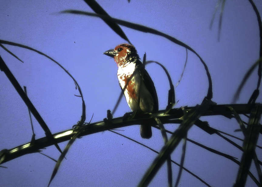 Image of Vieillot's Barbet