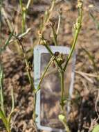 Image of striped hawksbeard