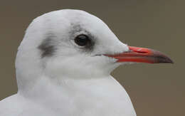 Image of Black-headed Gull