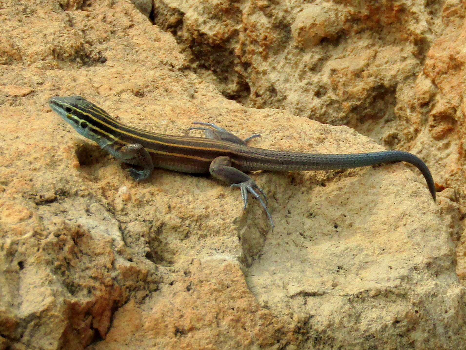 Plancia ëd Aspidoscelis pai (Wright & Lowe 1993)