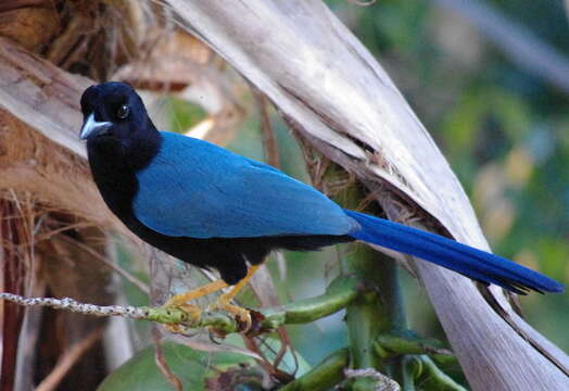 Imagem de Cyanocorax yucatanicus (Dubois & Ajc 1875)