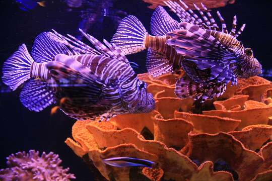 Image of Common lionfish