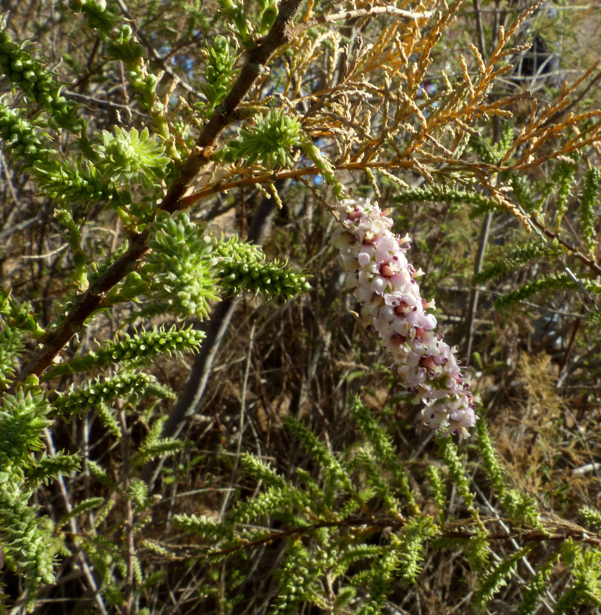 Image of four-stamen tamarisk