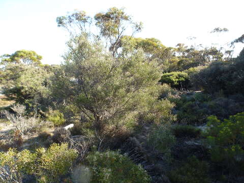 Imagem de Melaleuca cyathifolia Craven & R. D. Edwards