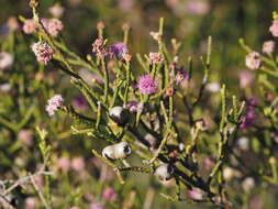 Image of Melaleuca cyathifolia Craven & R. D. Edwards