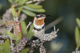 Image of Western Spinebill