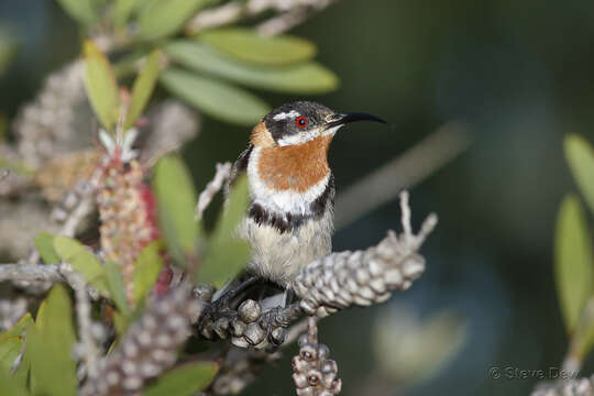 Image of Western Spinebill