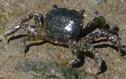 Image of Hemigrapsus oregonensis