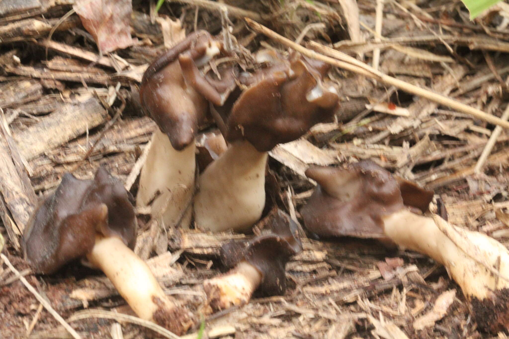 Helvella monachella (Scop.) Fr. 1822 resmi