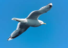 Image of Short-billed Gull